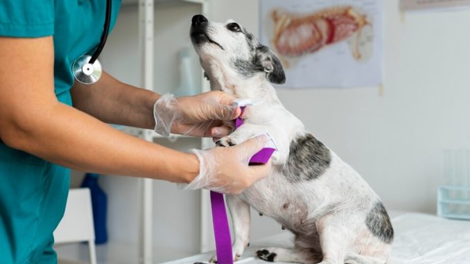 AI In Veterinary Medicine Improving‎ Animal Health