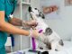 AI In Veterinary Medicine Improving‎ Animal Health